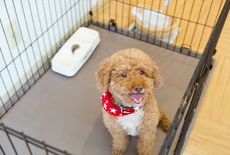 Imej Haiwan Peliharaan