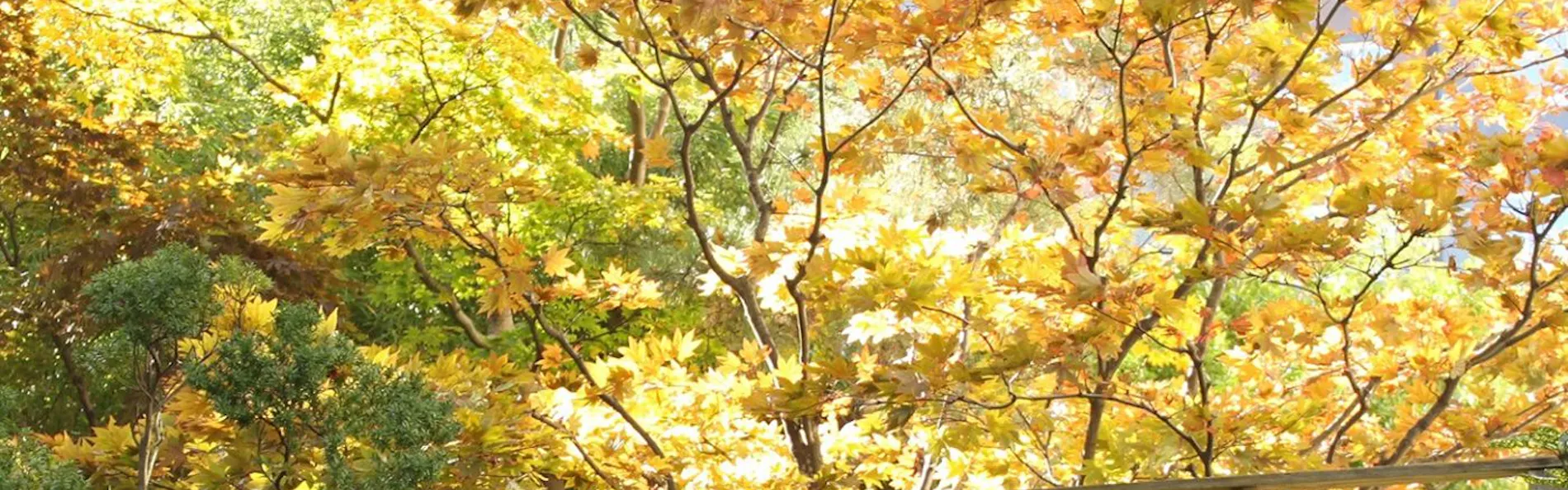 函館湯の川温泉 花びしホテル