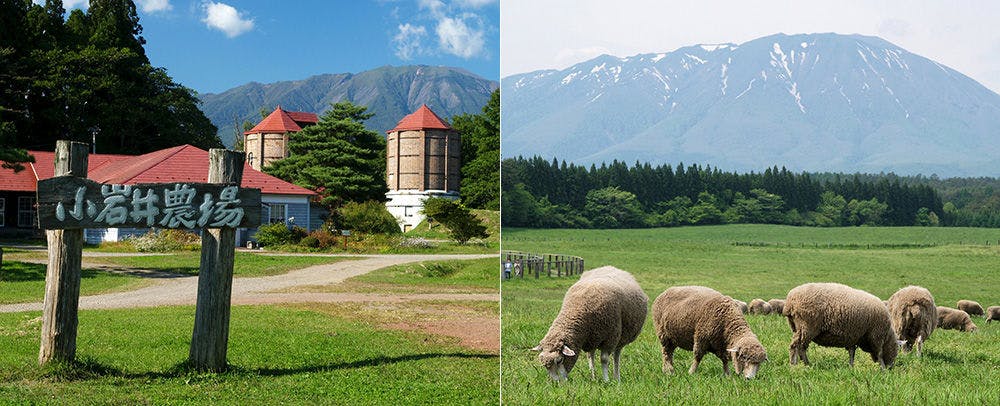 小岩井農場まきば園（ホテルから10km　お車で平常時10分）