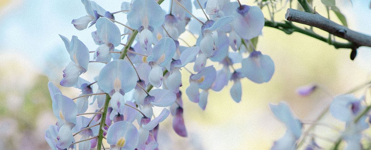柳川藩主立花邸　御花