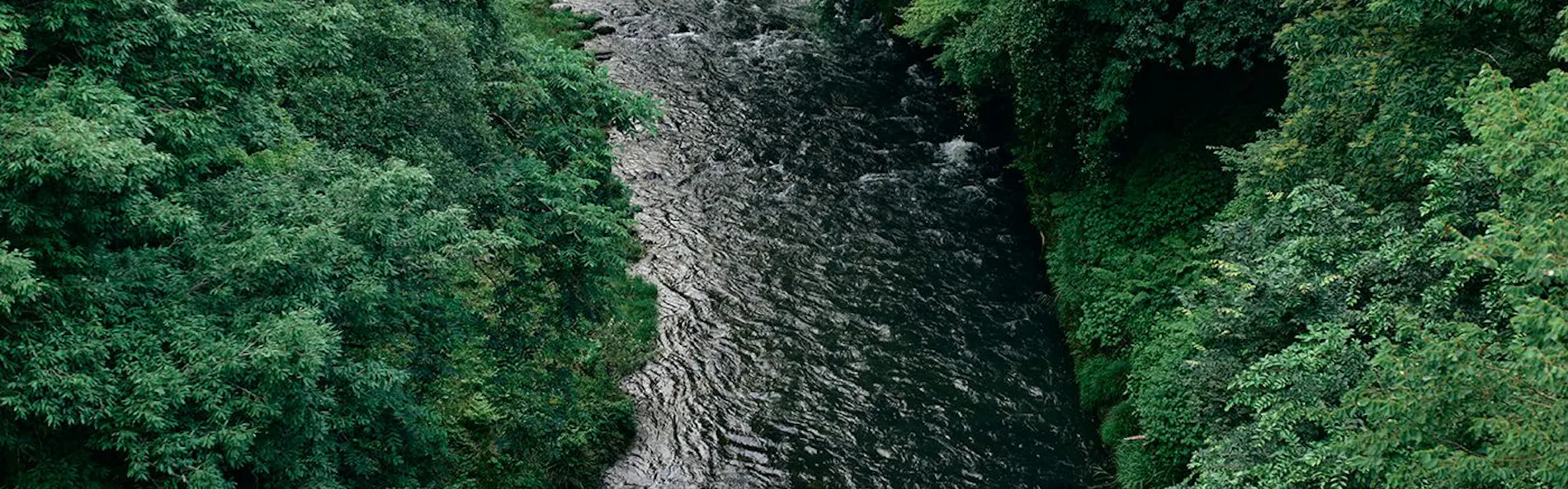 山中温泉 花紫