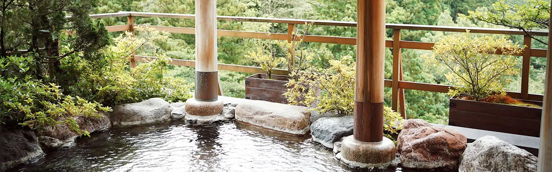 山中温泉 花紫