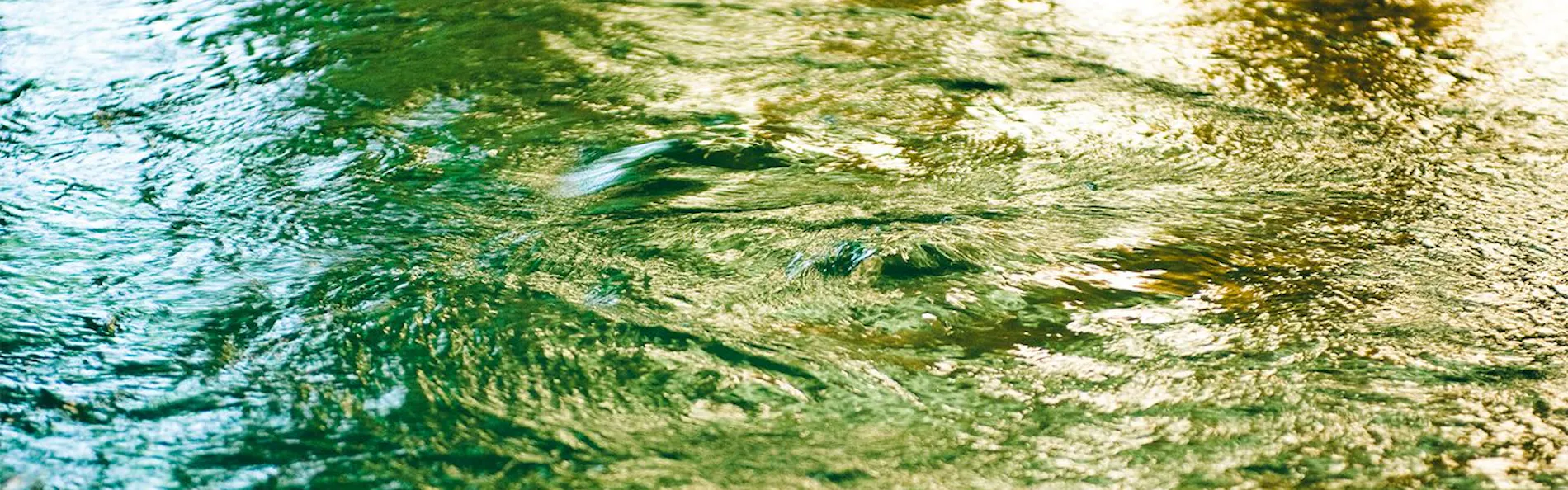 山中温泉 花紫