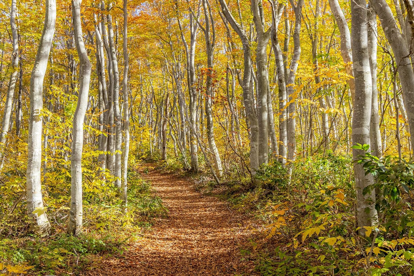 Relax with a Morning Beech Forest Walk (Paid/Reservation Required)