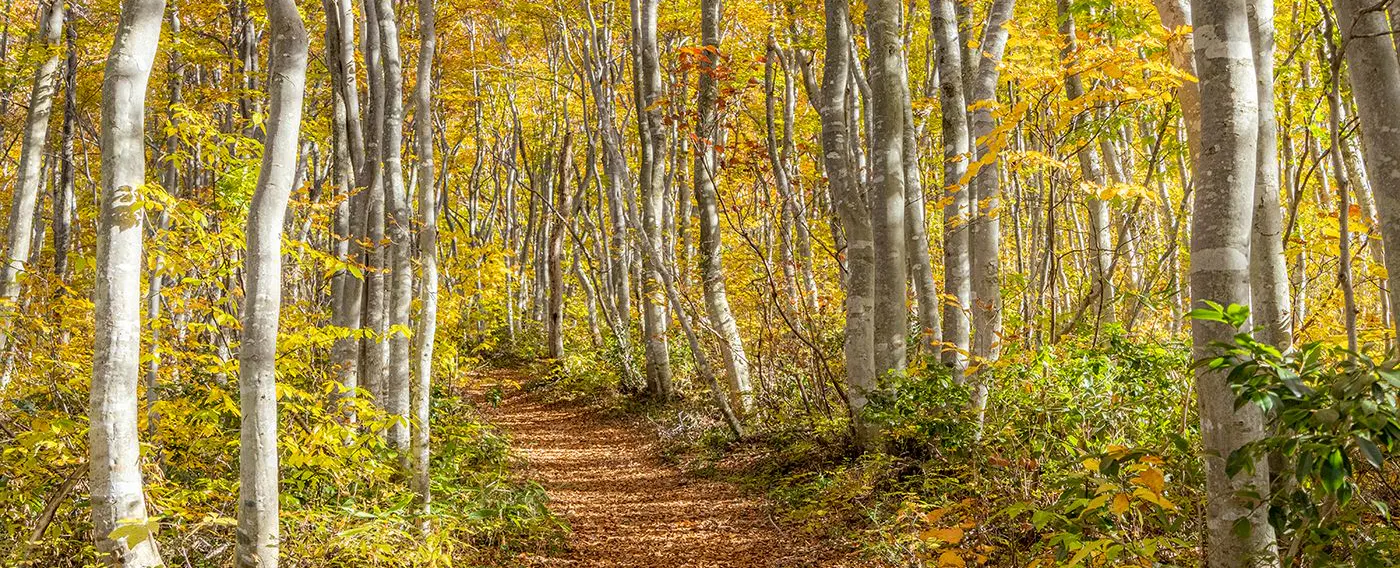 朝のブナ林散策でリラックス(有料/予約制)