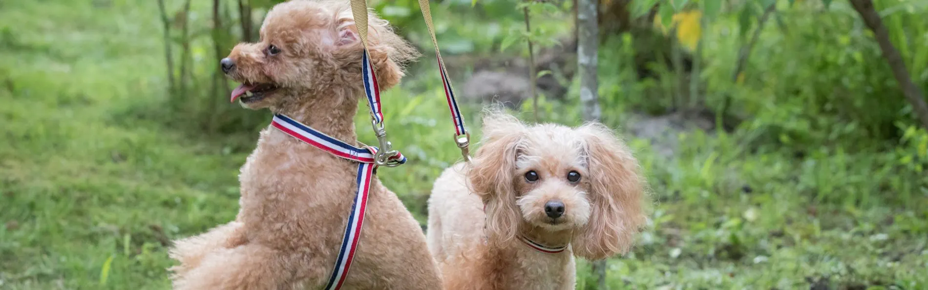 ゆふいん温泉 御宿一禅