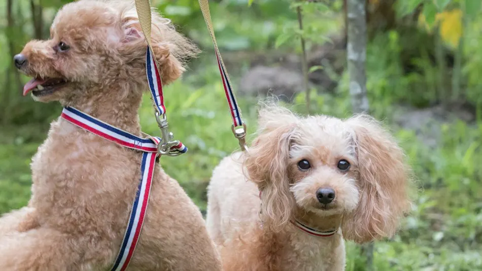 Yufuin Onsen Onyado Ichizen