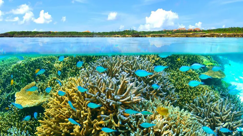 Allamanda Imgya Coral Village