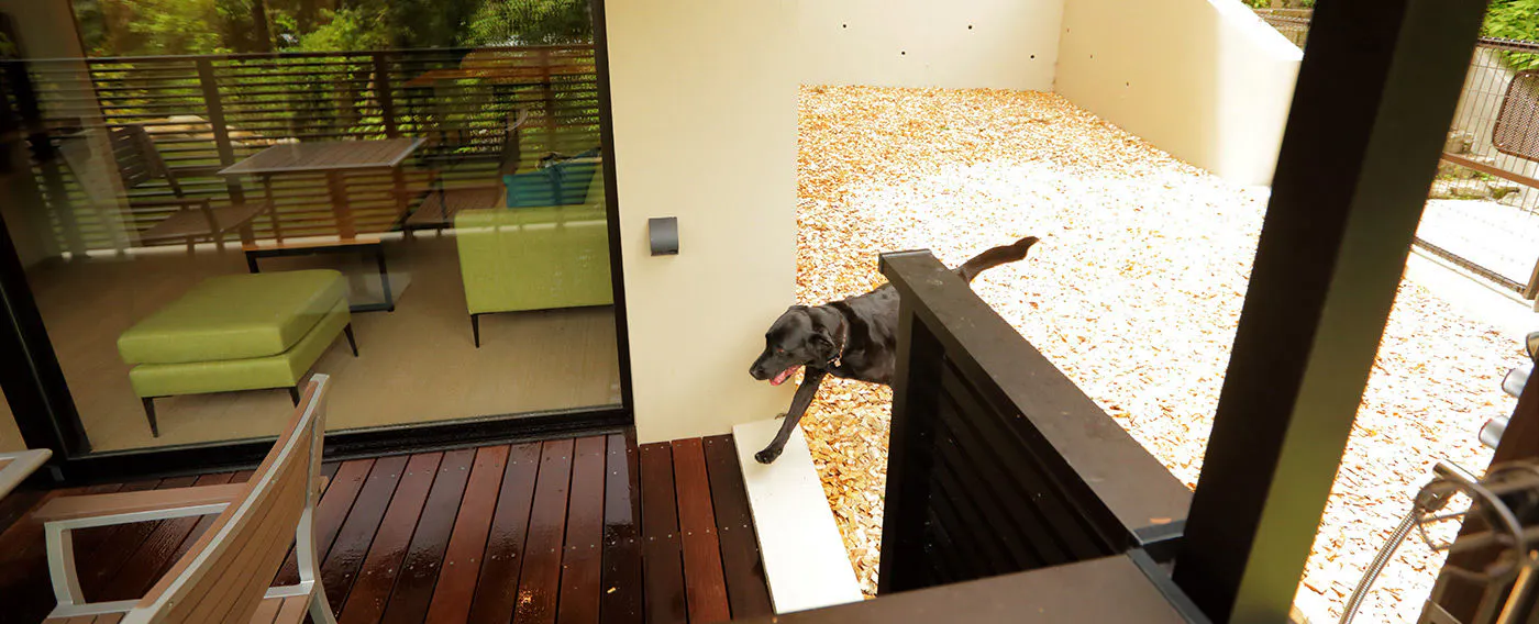 【豪華客房】30平方米自由出入的私人寵物跑道