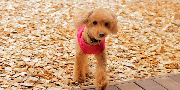 22年最新 箱根 熱海 伊豆 ペットと泊まれる宿ランキング 一休 Com 22年最新 箱根 熱海 伊豆 ペットと泊まれる宿ランキング 一休 Com