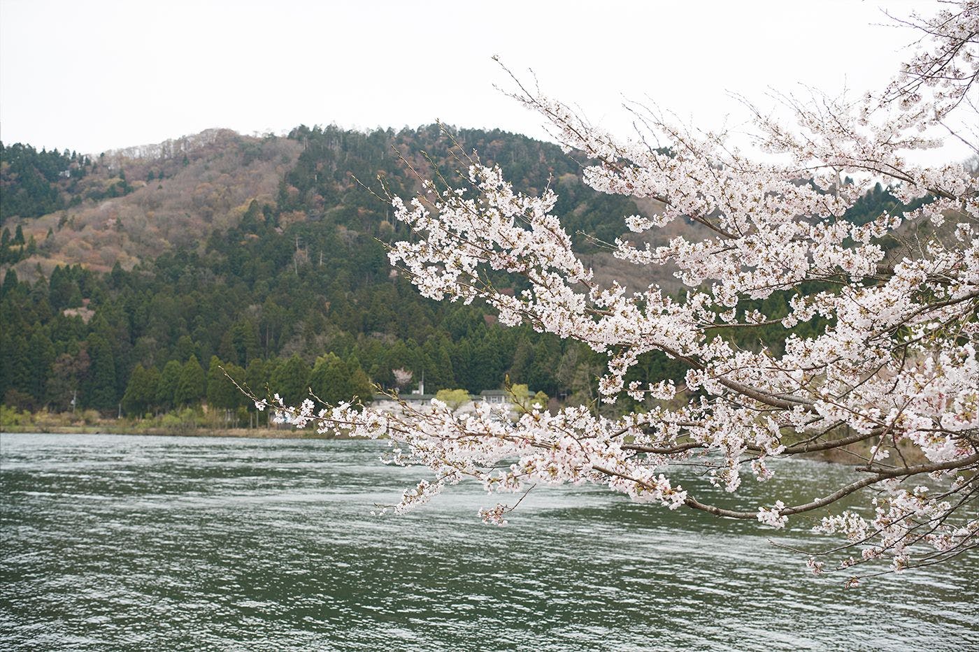 요고호, 벚꽃