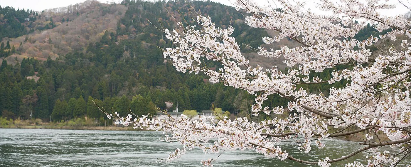요고호, 벚꽃