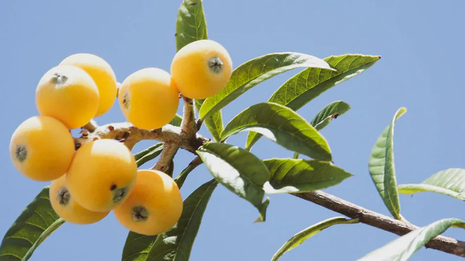 LOQUAT Nishi-Izu