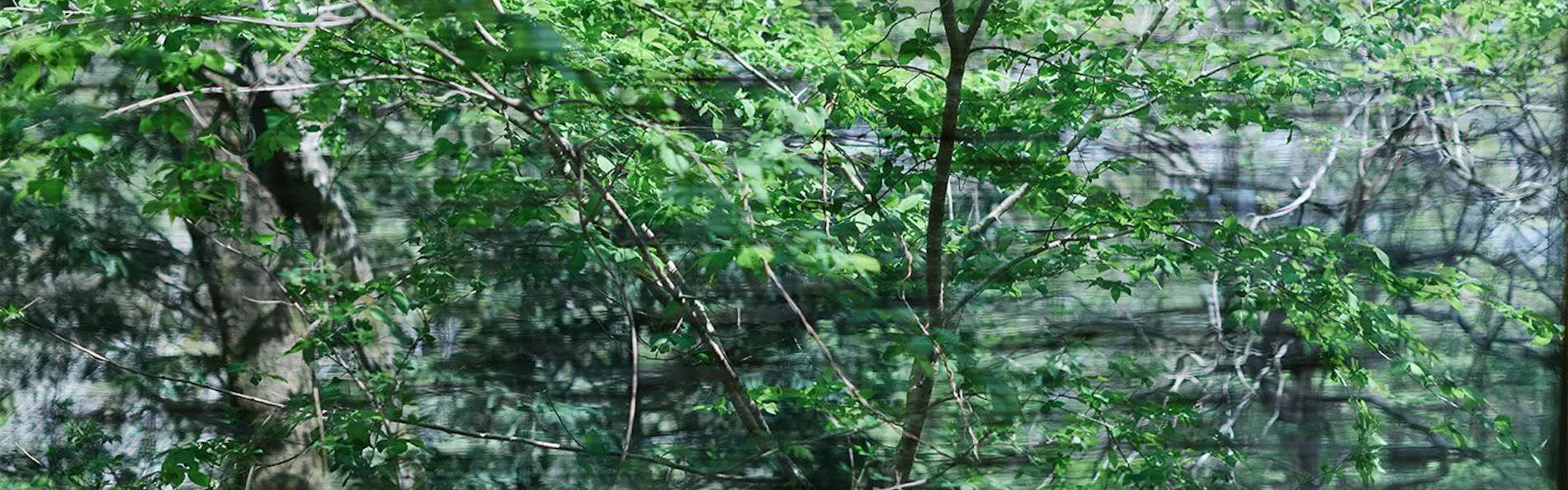 秋保風雅