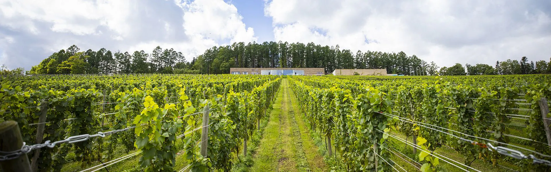 NIKI Hills Winery