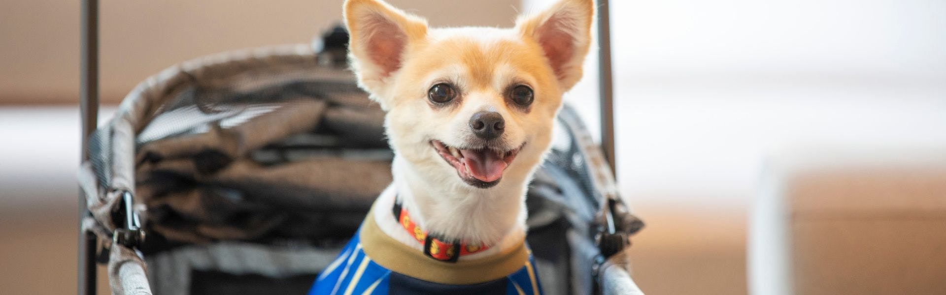 ドッグフレンドリー