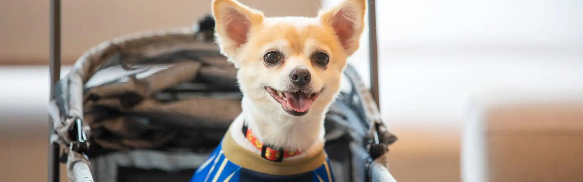 ドッグフレンドリー