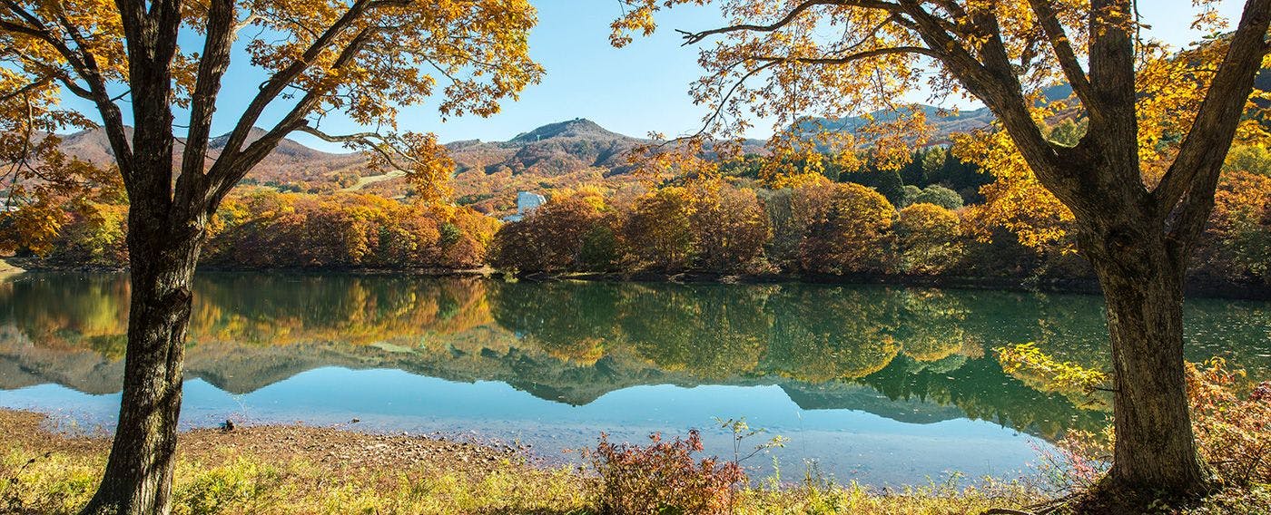 การเดินป่า