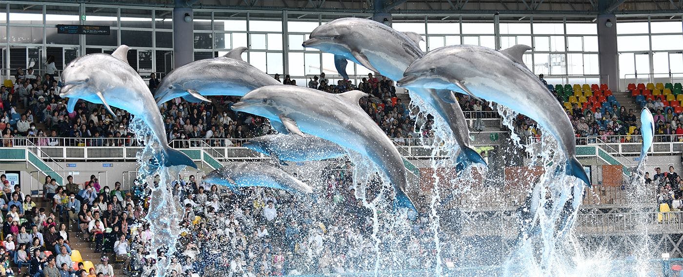 冒險世界 海豚表演