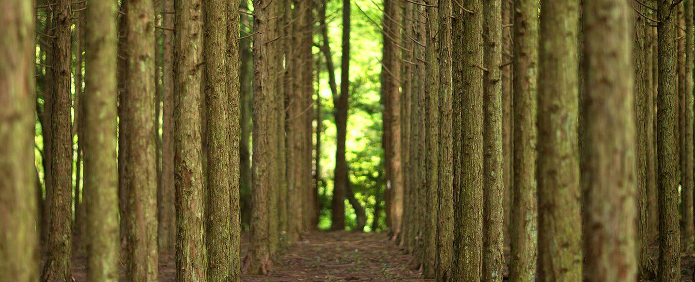 Ryokan & Glamping Resort: The Inn Where the Sound of Deer Echoes - Hanazansui