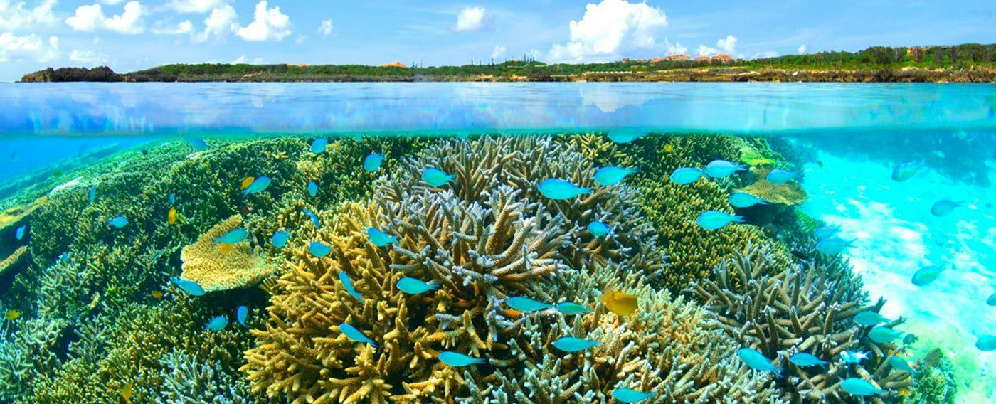 Hotel Sea Breeze Coral