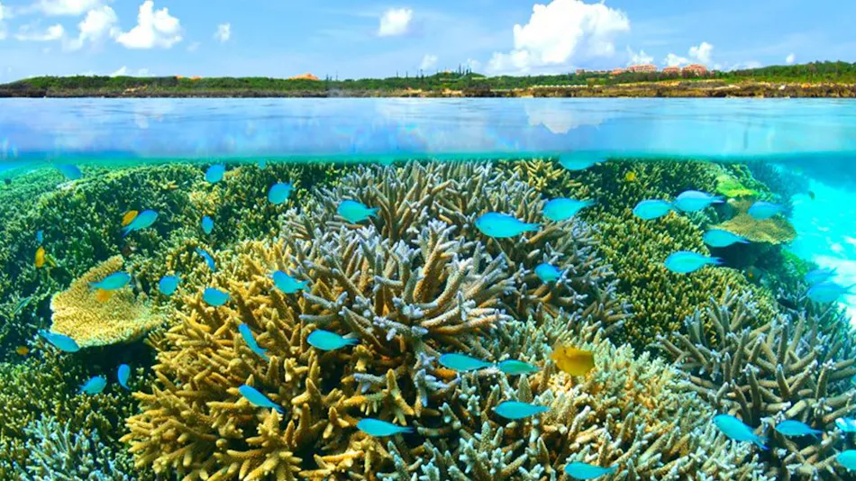Hotel Sea Breeze Coral