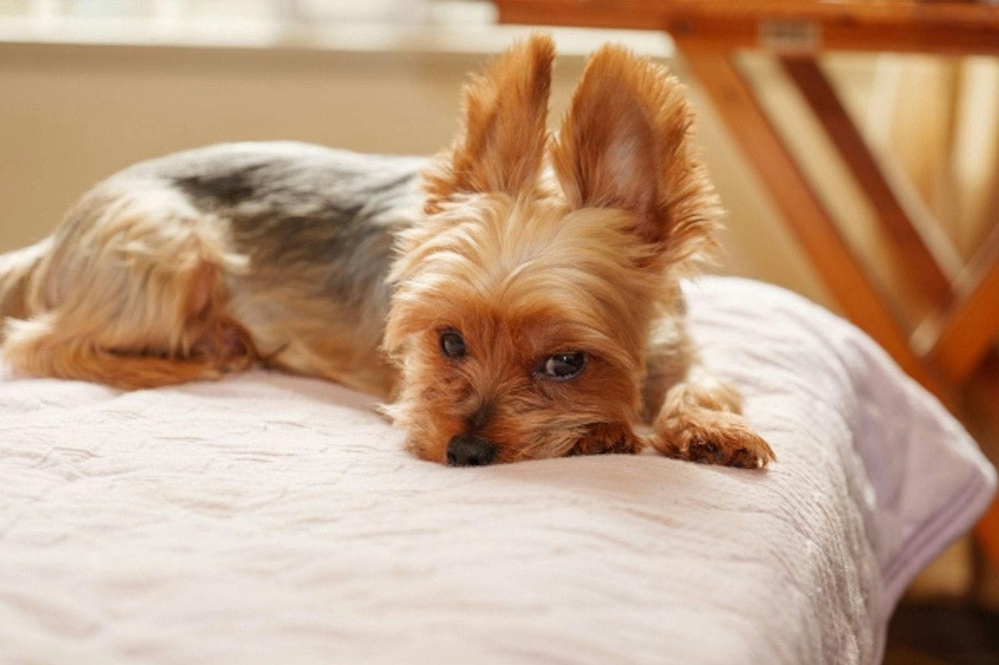 ภาพลักษณ์การเข้าพัก