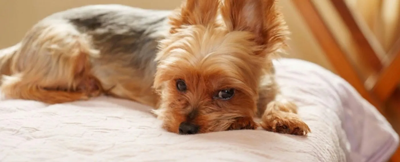 ภาพลักษณ์การเข้าพัก