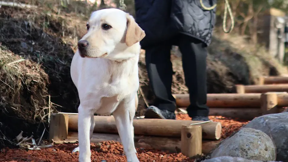 HAMIRU’S FOREST WITH DOG