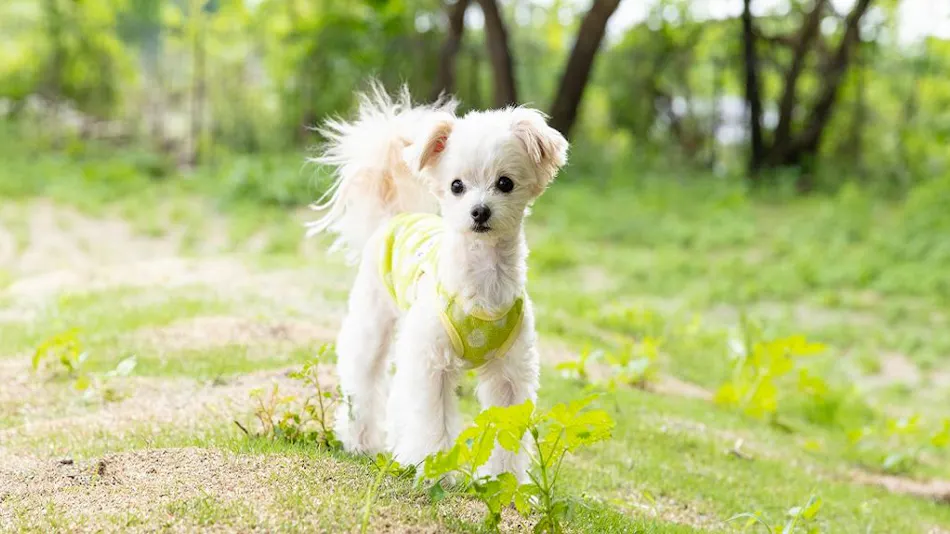HAMIRU’S FOREST WITH DOG