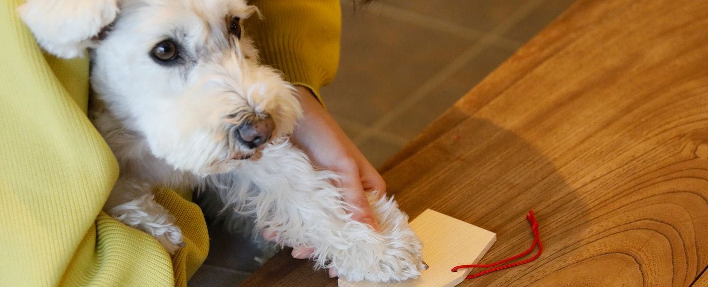 Gambar hewan peliharaan