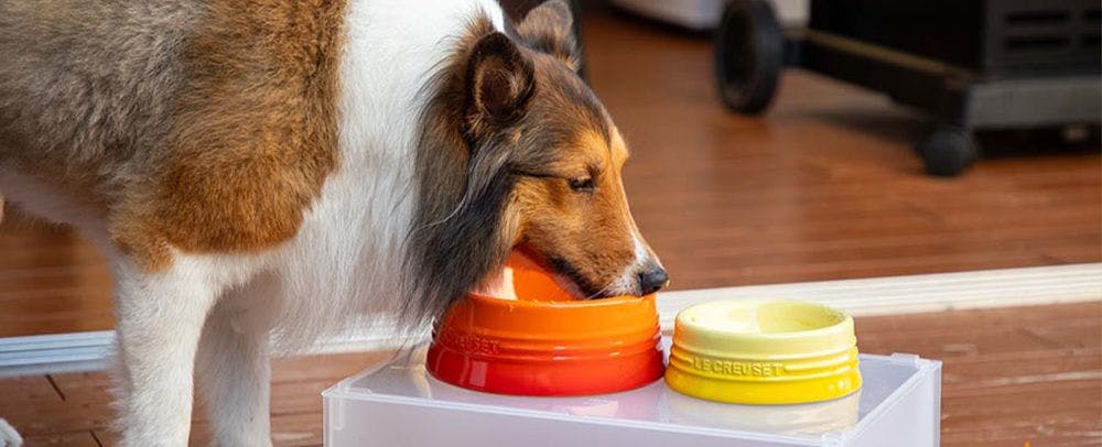 반려동물과의 숙박 이미지