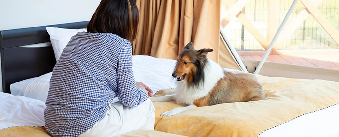 반려동물과의 숙박 이미지