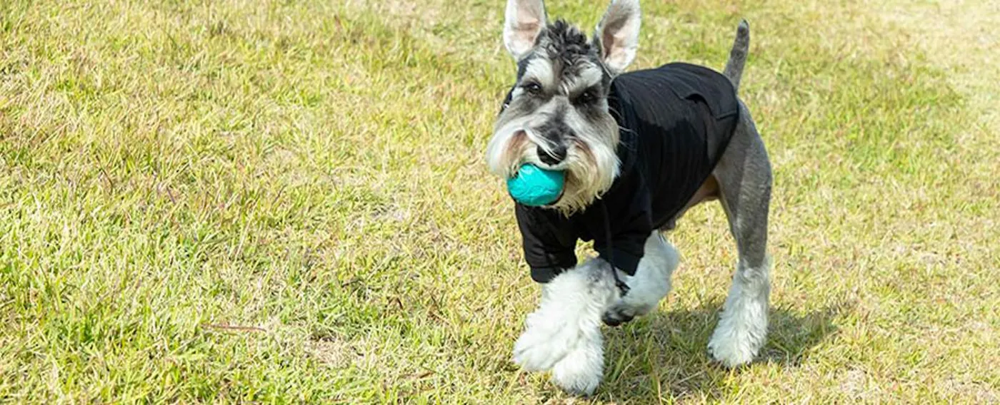 반려동물과의 숙박 이미지