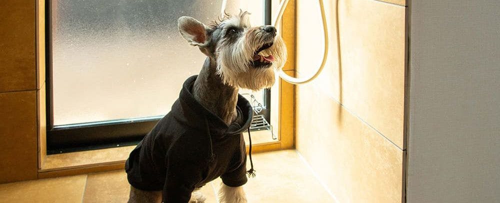 반려동물과의 숙박 이미지