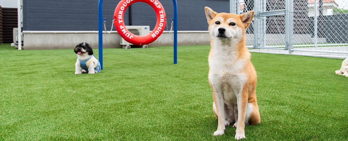 สนามวิ่งเล่นสำหรับสุนัข