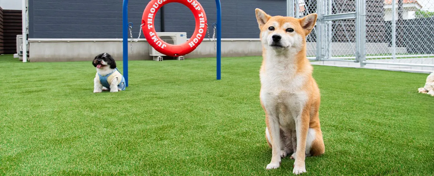 สนามวิ่งเล่นสำหรับสุนัข