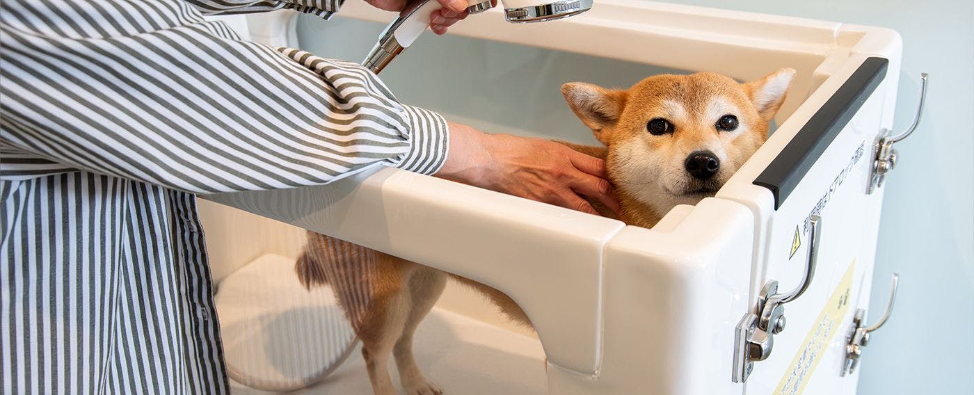 ห้องตัดแต่งขนสัตว์เลี้ยง