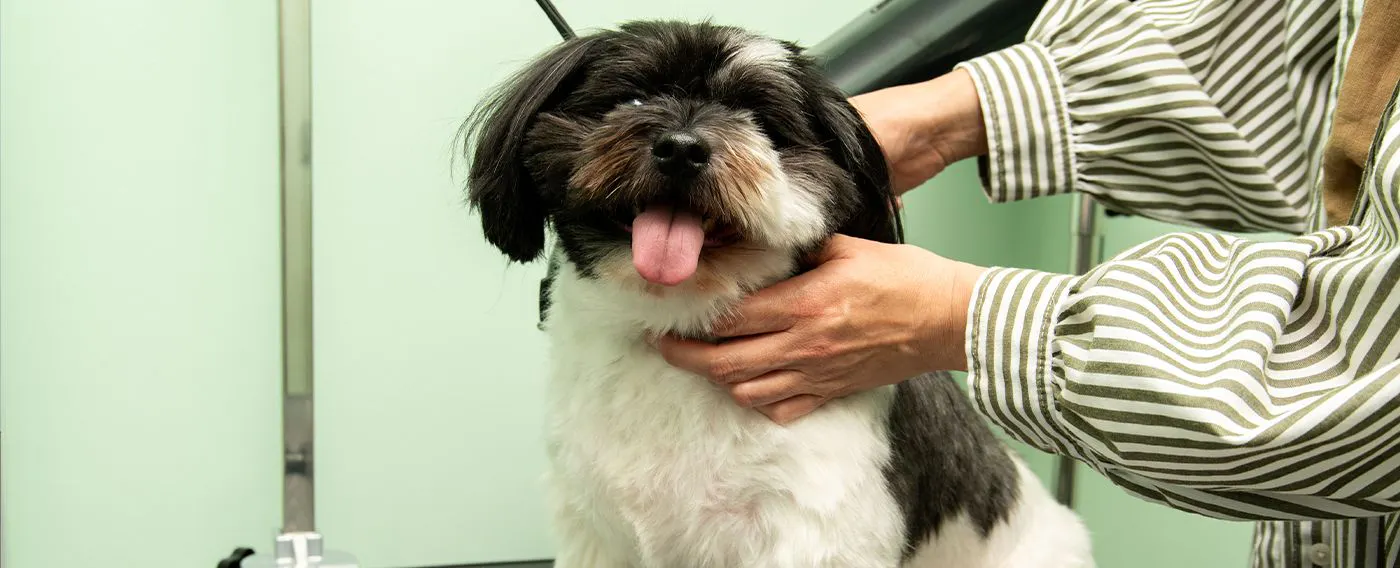 ห้องตัดแต่งขนสัตว์เลี้ยง