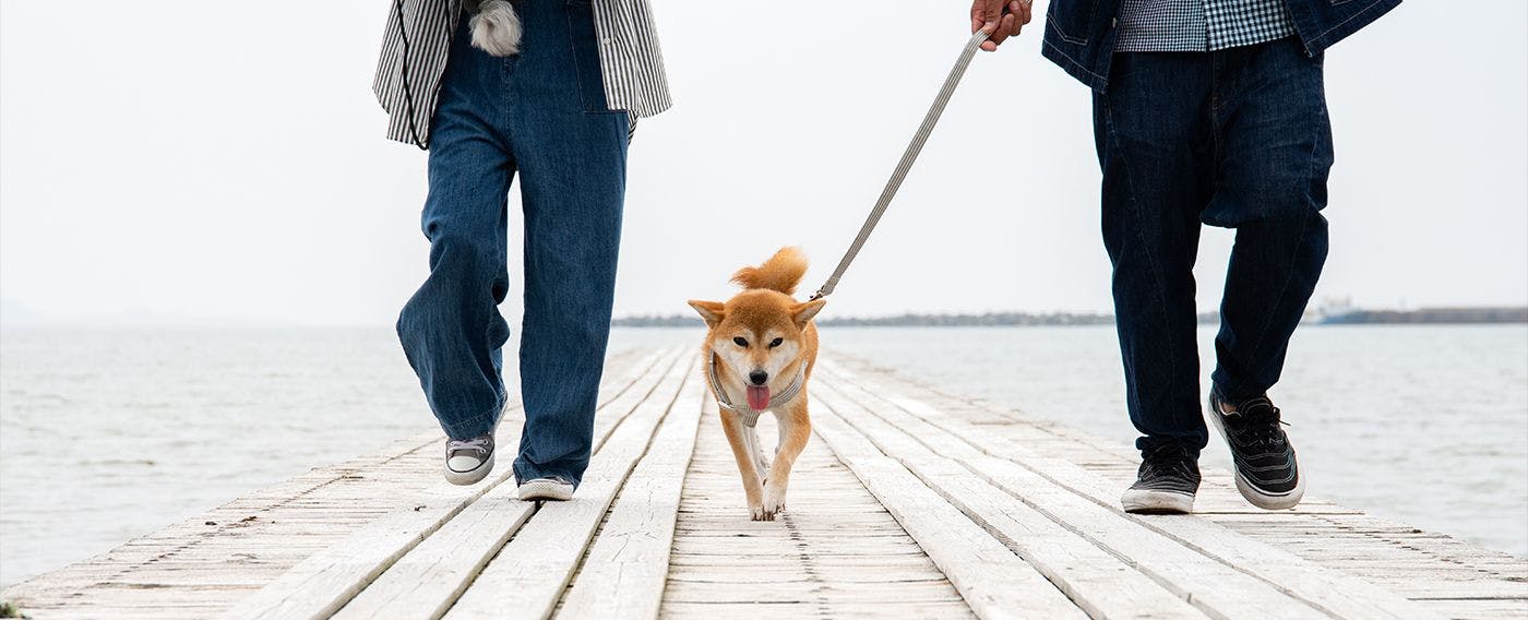 ภาพบรรยากาศการเดินเล่น