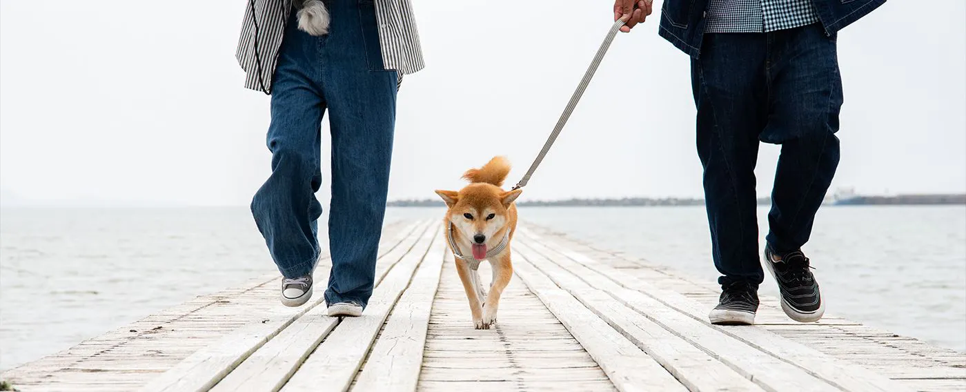 ภาพบรรยากาศการเดินเล่น