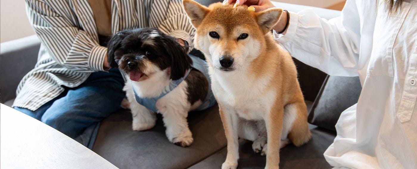 Dog Villa SAMPO