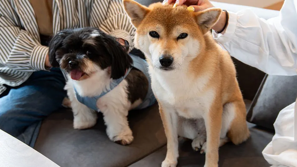 Dog Villa SAMPO