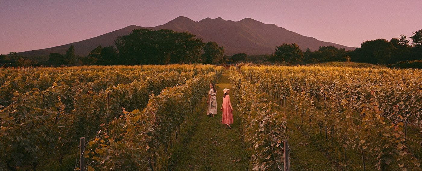 ไร่องุ่นอาเปโร