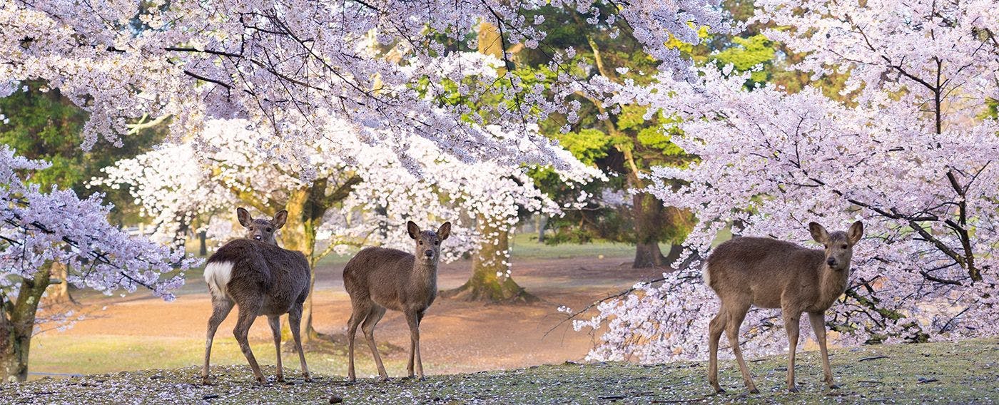【奈良の春】奈良公園の桜