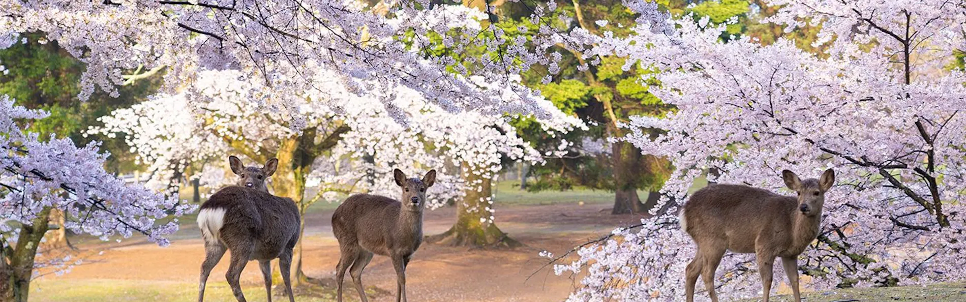 ホテル日航奈良