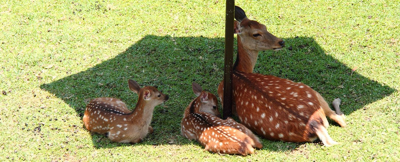 5月中旬～7月頃にかけては鹿の赤ちゃん誕生シーズン