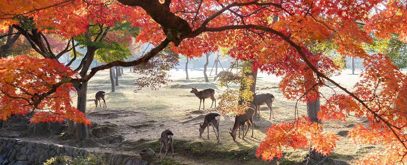 【奈良の秋】11月上旬～12月上旬は紅葉シーズン