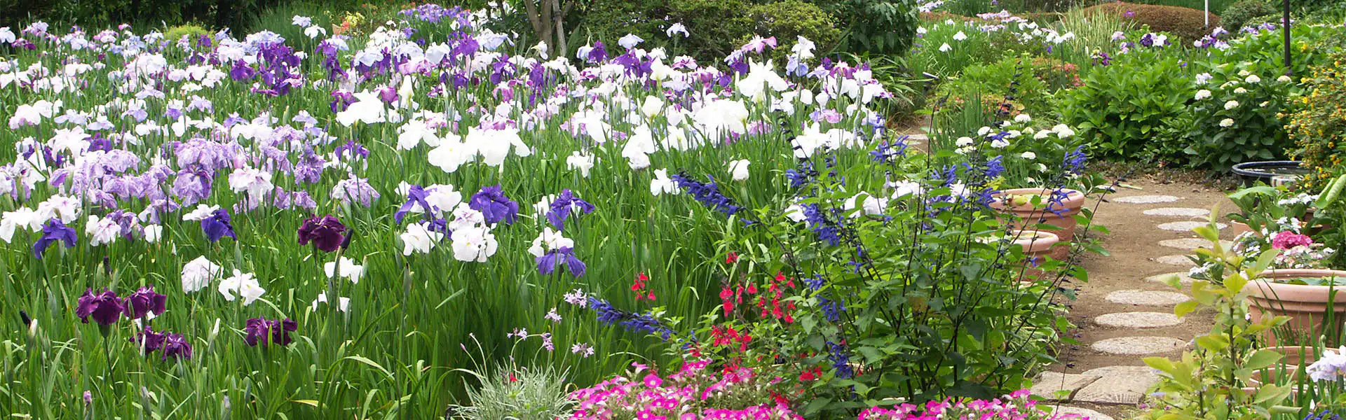 花菖蒲園