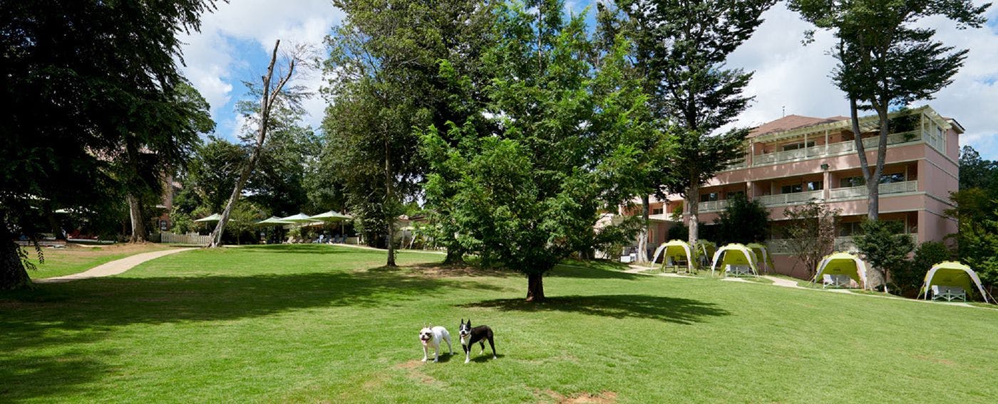Area bermain khusus untuk anjing kecil